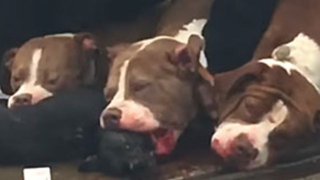 3 Pit Bulls Shot After Killing Dog